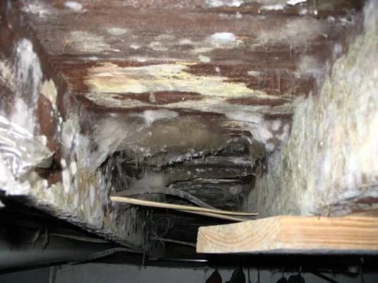 Mold growth in basement showing health risks and structural damage