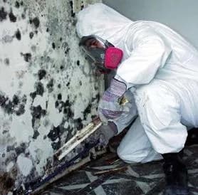 Professional mold remediation specialist implementing prevention solutions